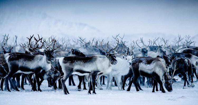 La magie de Noël dans la ville natale du Père Noël - Nordic Unique Travels 4