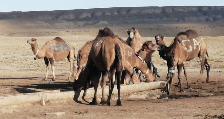Paisajes lunares de Mangystau - Steppe and sky travel 3