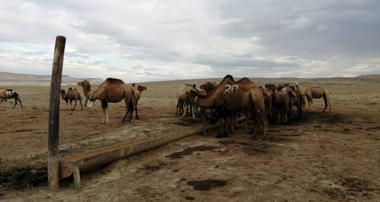 Paisajes lunares de Mangystau - Steppe and sky travel 7