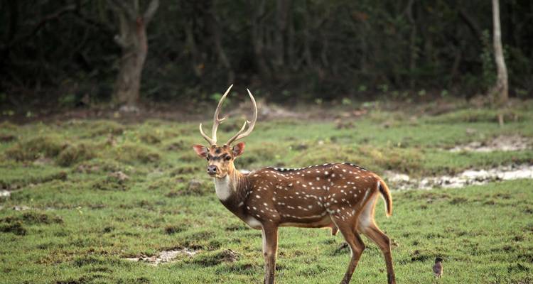 Aventura en los manglares: explorando el Parque Nacional de Bhitarakanika - Agora Voyages OPC Pvt Ltd 4