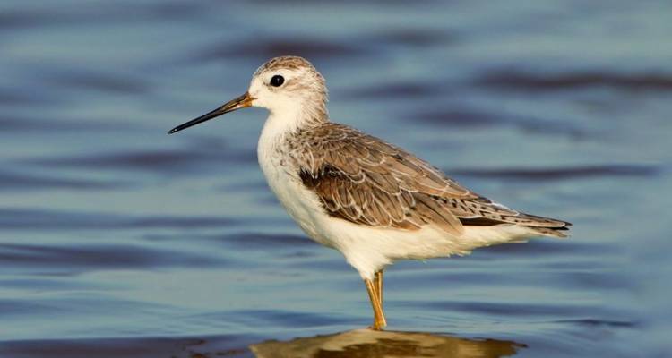 Nahaufnahme eines Vogels, der in seichtem Wasser steht.