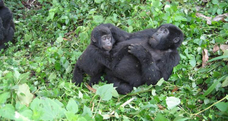 4 Días Rastreo de gorilas en Bwindi y Chimpaznee en Kyambura - Simba Africa Expeditions 1