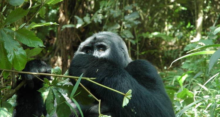 4 Días Rastreo de gorilas en Bwindi y Chimpaznee en Kyambura - Simba Africa Expeditions 2