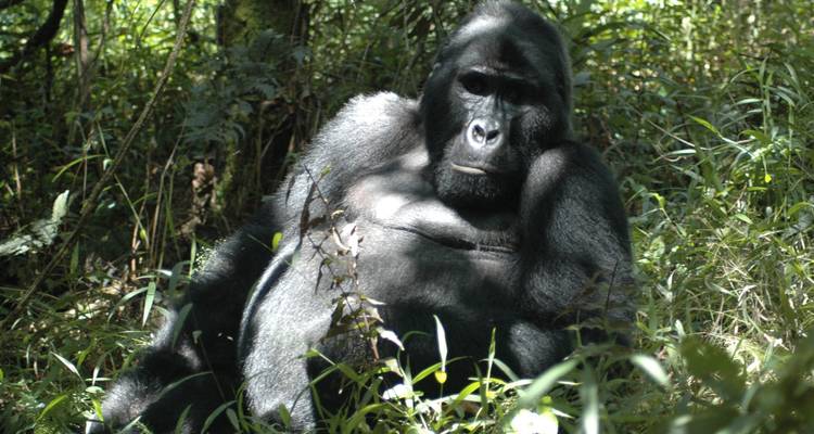 4 Días Rastreo de gorilas en Bwindi y Chimpaznee en Kyambura - Simba Africa Expeditions 3