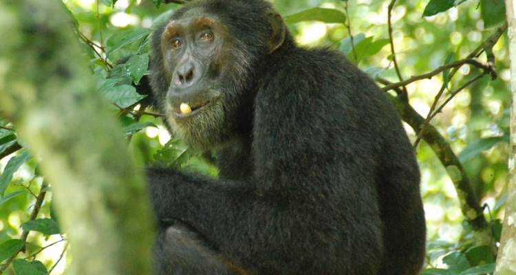 4 Días Rastreo de gorilas en Bwindi y Chimpaznee en Kyambura - Simba Africa Expeditions 4