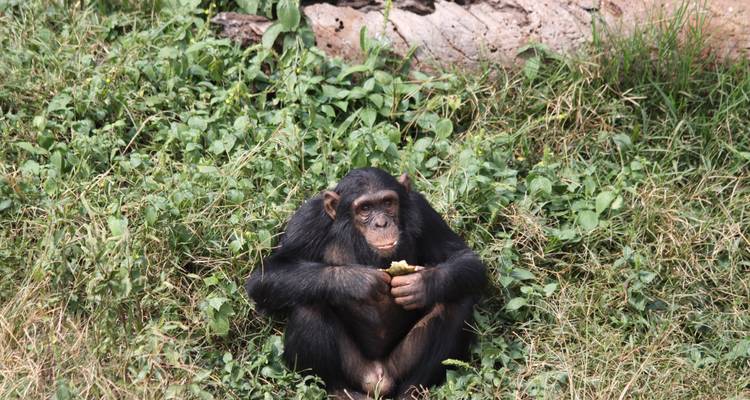 4 Días Rastreo de gorilas en Bwindi y Chimpaznee en Kyambura - Simba Africa Expeditions 6
