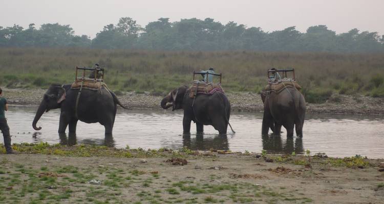 Parque Nacional de Chitwan 3 noches 4 días - Visit Himalaya Treks Pvt. Ltd 2