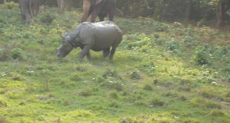 Parque Nacional de Chitwan 3 noches 4 días - Visit Himalaya Treks Pvt. Ltd 3