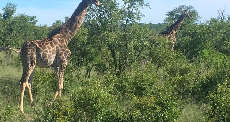 3 jours - Réserve de chasse de Madikwe (luxe) - Timeline Travel DMC 1