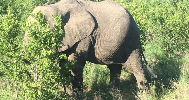 3 jours - Réserve de chasse de Madikwe (luxe) - Timeline Travel DMC 2