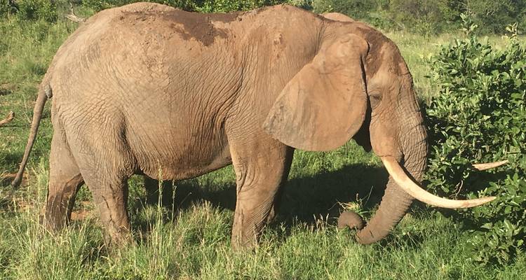 3 jours - Réserve de chasse de Madikwe (luxe) - Timeline Travel DMC 3