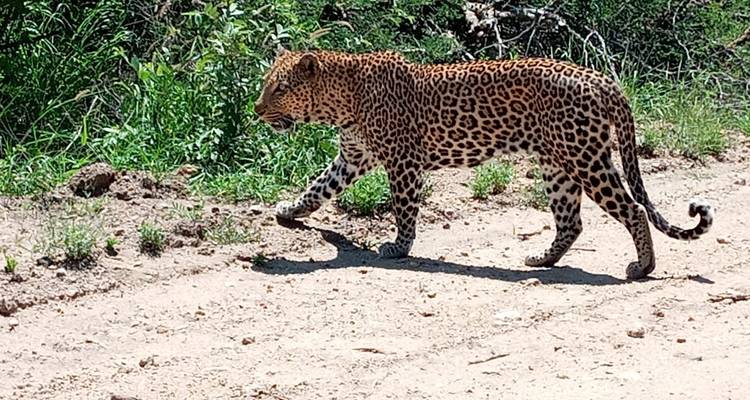 3 jours - Réserve de chasse de Madikwe (luxe) - Timeline Travel DMC 4