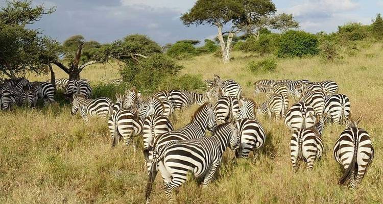 10 jours de safaris en lodge - Africa Outland Safaris 6
