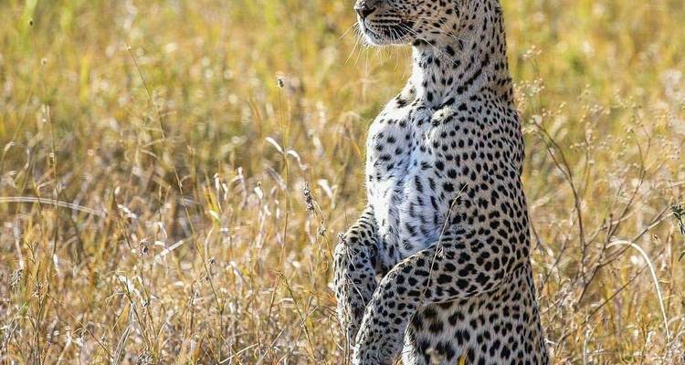 Luipaard staand in hoog gras, alert kijkend.