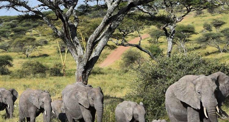 Kudde olifanten wandelend in de savanne.