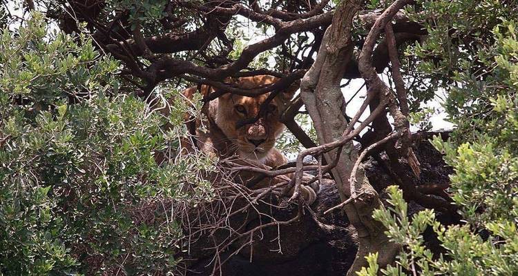 Leeuw rustend tussen takken en bladeren.