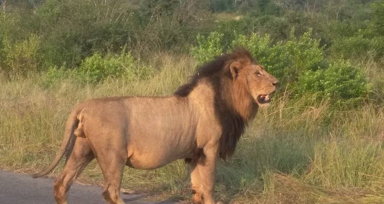 Excursión de 3 días a la Reserva de Caza Dinokeng - Timeline Travel DMC 1