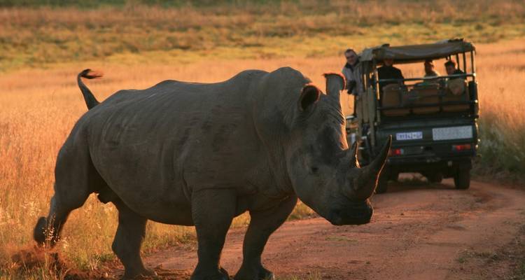 Excursión de 3 días a la Reserva de Caza Dinokeng - Timeline Travel DMC 3