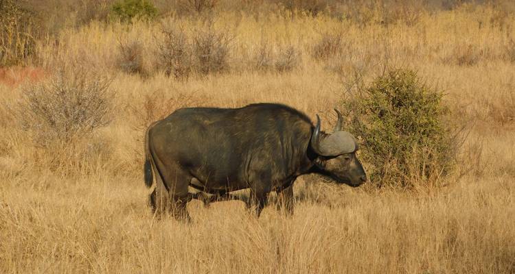 Excursión de 3 días a la Reserva de Caza Dinokeng - Timeline Travel DMC 7
