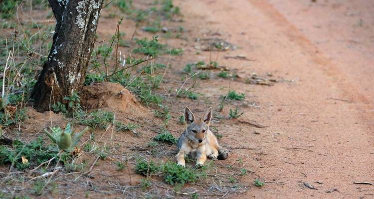 Excursión de 3 días a la Reserva de Caza Dinokeng - Timeline Travel DMC 8
