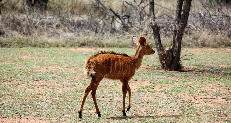 Excursión de 3 días a la Reserva de Caza Dinokeng - Timeline Travel DMC 9