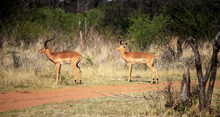 Excursión de 3 días a la Reserva de Caza Dinokeng - Timeline Travel DMC 10