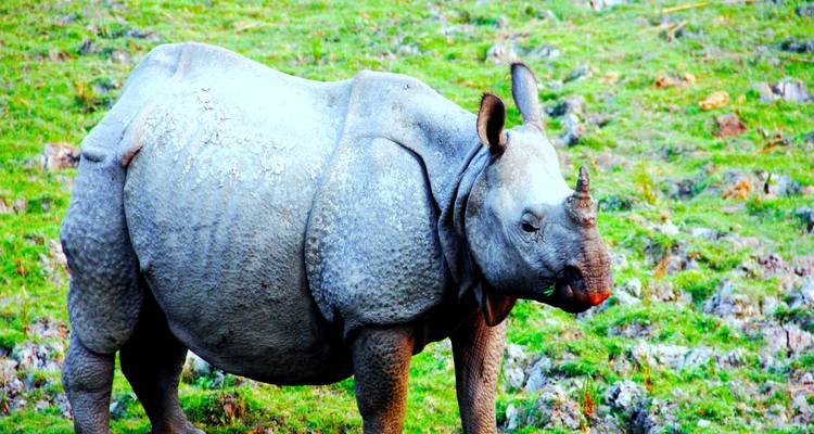 Who Else Wants To Know The Mystery Behind 12 Days Assam Wildlife Tour Packages? - Travel Con 4