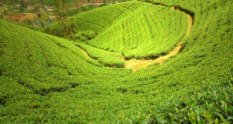 Who Else Wants To Know The Mystery Behind 12 Days Assam Wildlife Tour Packages? - Travel Con 8