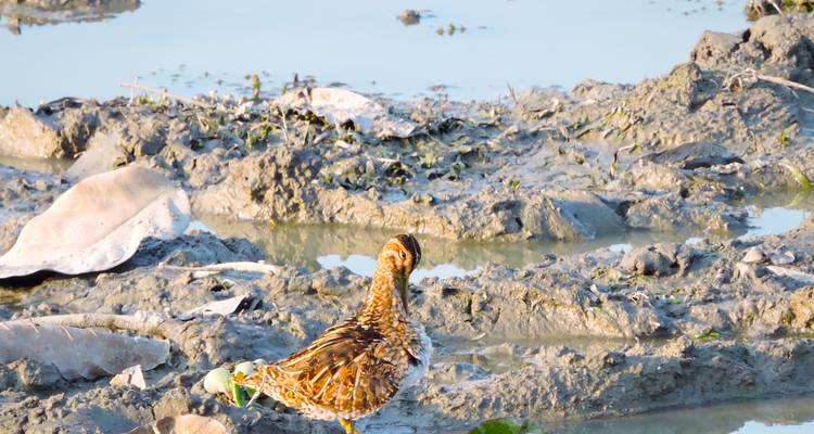 Qui d'autre veut connaître le mystère qui se cache derrière les 12 jours d'excursion dans l'Assam pour découvrir la vie sauvage ? - Travel Con 10