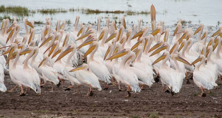 7 jours de safari en camp de tentes photographiques. - Africa Outland Safaris 2
