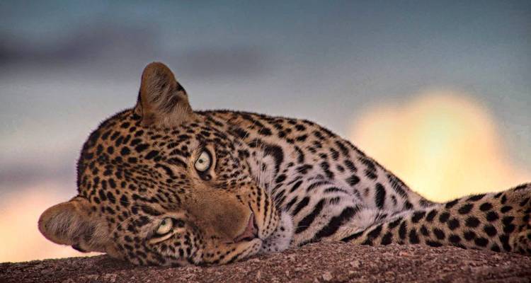 7 jours de safari en camp de tentes photographiques. - Africa Outland Safaris 4