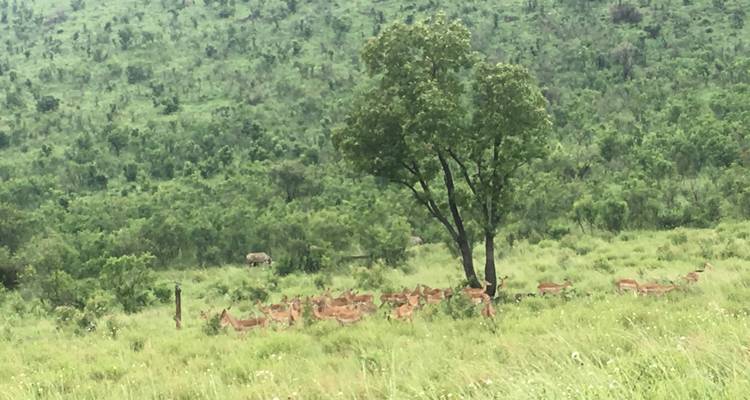 Safari de 4 días a Pilanesberg - Timeline Travel DMC 1