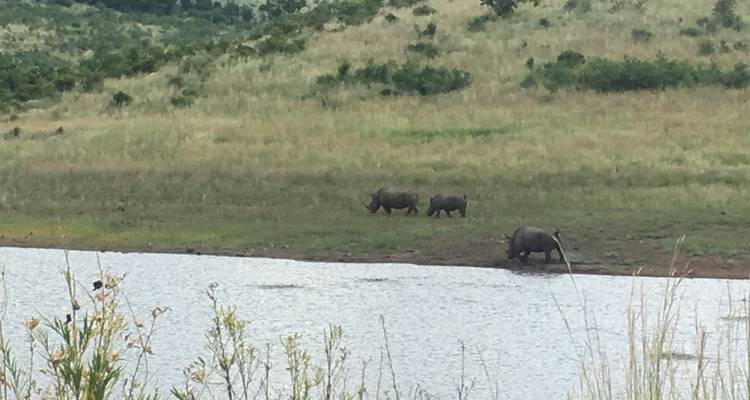 Safari de 4 días a Pilanesberg - Timeline Travel DMC 2