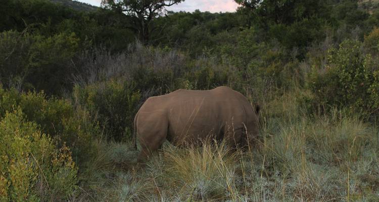 Safari de 4 días a Pilanesberg - Timeline Travel DMC 9