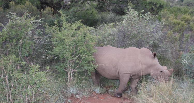 Safari de 4 días a Pilanesberg - Timeline Travel DMC 10