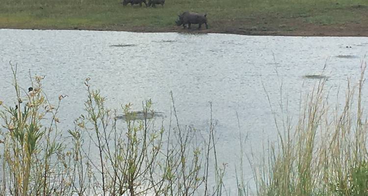 2 Day | Johannesburg to Pilanesberg Nature Reserve - Timeline Travel DMC 1