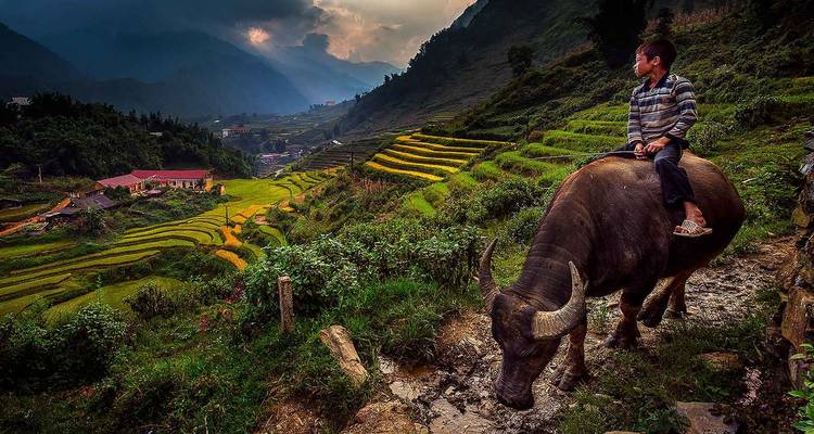 Enfant chevauchant un buffle à travers des rizières en terrasses au coucher du soleil.