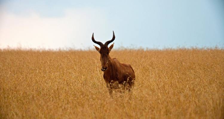 07 Days Kenya Lodge Safari to  Masai Mara - Nakuru - Samburu - Exciting Africa Holidays 6