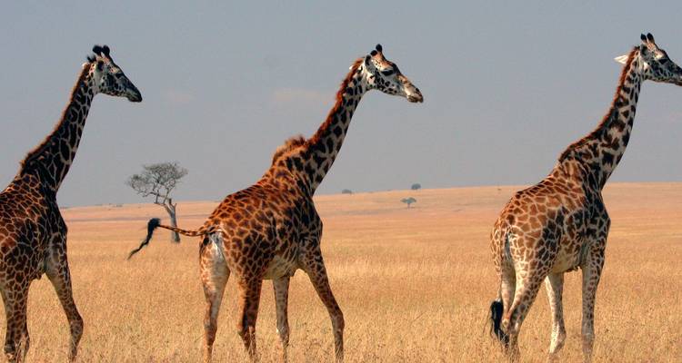 06 días de safari en Albergue en Kenia a Samburu - Nakuru y Masai Mara - Exciting Africa Holidays 1
