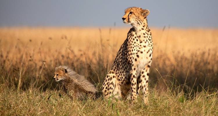 06 días de safari en Albergue en Kenia a Samburu - Nakuru y Masai Mara - Exciting Africa Holidays 2