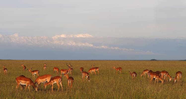 06 días de safari en Albergue en Kenia a Samburu - Nakuru y Masai Mara - Exciting Africa Holidays 4