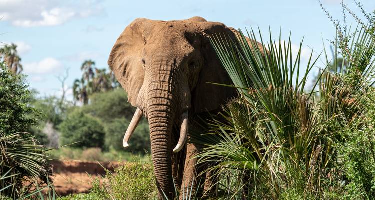 7 Days Taylor -Made Kenya Luxury  Safari - Exciting Africa Holidays 3