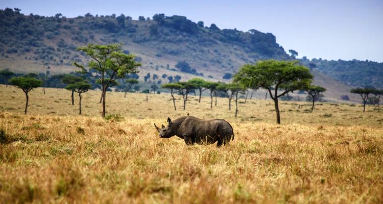 7 Days Taylor -Made Kenya Luxury  Safari - Exciting Africa Holidays 4