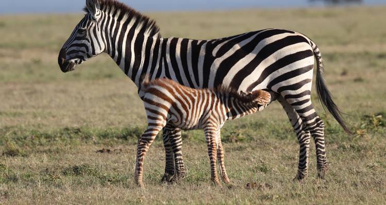 7 Days Taylor -Made Kenya Luxury  Safari - Exciting Africa Holidays 8