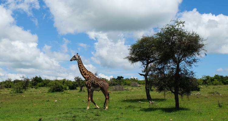 7 Days Taylor -Made Kenya Luxury  Safari - Exciting Africa Holidays 9