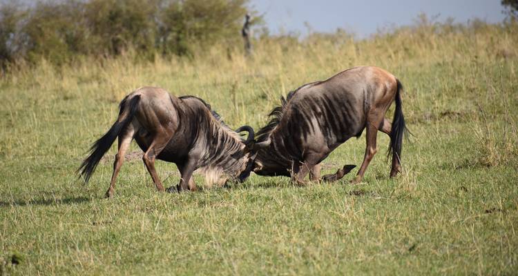 7 Days Taylor -Made Kenya Luxury  Safari - Exciting Africa Holidays 2