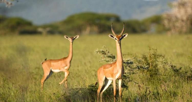 Super Kenyan Safari 8D/7N (Masai Mara, Lake Nakuru, Sweetwaters & Samburu) - Bamba Travel 3