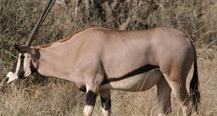 Super Kenyan Safari 8D/7N (Masai Mara, Lake Nakuru, Sweetwaters & Samburu) - Bamba Travel 4
