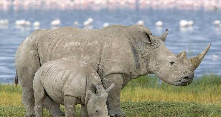 Super Kenyan Safari 8D/7N (Masai Mara, Lake Nakuru, Sweetwaters & Samburu) - Bamba Travel 7