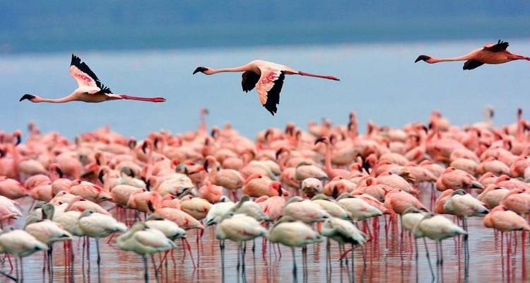 Super Kenyan Safari 8D/7N (Masai Mara, Lake Nakuru, Sweetwaters & Samburu) - Bamba Travel 8